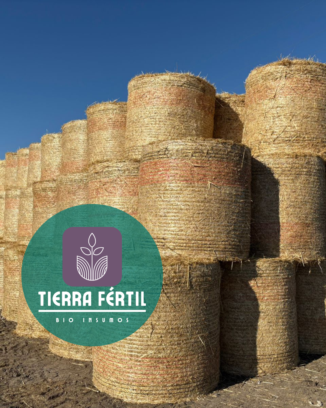 Fardos de Alfalfa y Avena