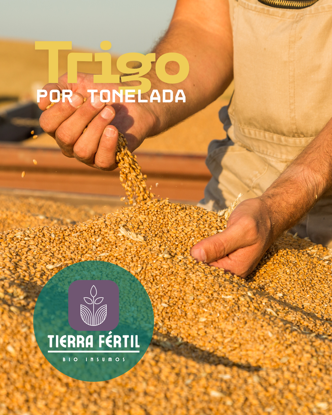 Trigo en Grano