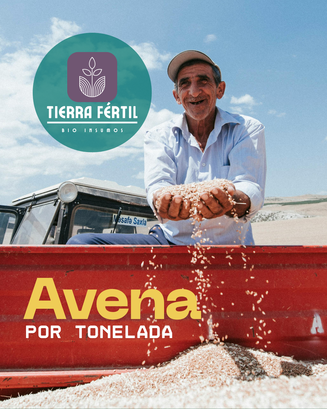 Avena en Grano